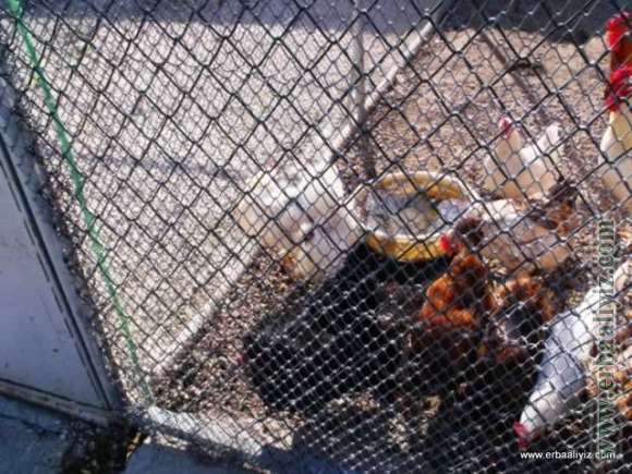 Tavuklar - Erbaa Keklik ve Sülün Yetiştirme Çiftliği (İstasyonu)