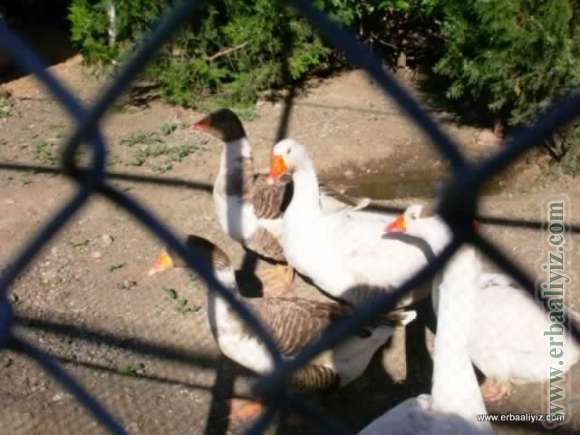 Kazlar - Erbaa Keklik ve Sülün Yetiştirme Çiftliği (İstasyonu)